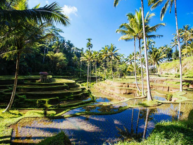 rice-fields-near-ubud-bali-indonesia-small.jpg